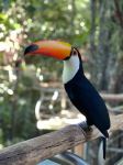Parque das Aves - Photo Credit: Photo by Lukas Souza on Unsplash