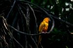 Yellow Macaw at Parque das Aves - Photo Credit: Photo by Vladimir Soares on Unsplash