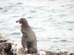 Galápagos Penguin (Spheniscus mendiculus) - Photo Credit: Photo by Mike Weston from Wikimedia