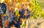 Vineyard in Douro valley - Photo Credit: Photo by Divya Kothari on Unsplash