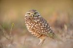 Florida Burrowing Owl - Photo Credit: Photo by Ray Hennessy on Unsplash