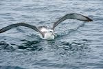 Albatross - Photo Credit: Photo by Colin Watts on Unsplash
