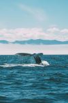 Whale - Photo Credit: Photo by Tim Woolliscroft on Unsplash