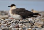 Arctic skua - Photo Credit: Photo by Jacek Urbanski on Unsplash