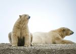 Polar Bears - Photo Credit: Photo by Francesco Ungaro on Unsplash
