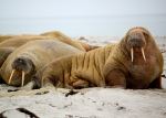 Walrus at Smeerenburgbreen - Photo Credit: Photo by Jay Ruzesky on Unsplash