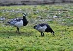 Barnacle goose - Photo Credit: Photo by Jacek Urbanski on Unsplash