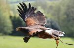 Harris Hawk at Robin Hill - Photo Credit: Photo by Simon Lucas on Unsplash