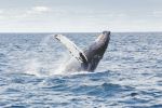 Whale - Photo Credit: Photo by Thomas Kelley on Unsplash