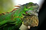 Iguana - Photo Credit: Photo by Roberto Brambilla on Unsplash