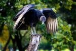 Black vulture - Photo Credit: Photo by Roberto Brambilla on Unsplash