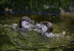 Dartmoor Otter Sanctuary - Photo Credit: Photo by Ray Harrington on Unsplash