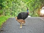Cassowary - Photo Credit: Photo by Jesper van der Pol on Unsplash