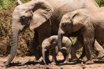 Elephants - Photo Credit: Photo by Tobin Rogers on Unsplash