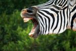  Photo Credit: Photo by Maarten van den Heuvel on Unsplash