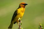 male Cape Weaver - Photo Credit: Photo by Leon Pauleikhoff on Unsplash
