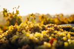  Photo Credit: Photo by Thomas Schaefer on Unsplash