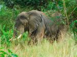 Elephant - Photo Credit: Photo by Emmy Shingiro on Unsplash