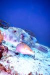 White-spotted Puffer-fish - Photo Credit: Photo by Frans Daniels on Unsplash