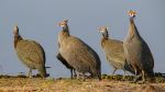 Helmeted guineafowl - Photo Credit: Photo by Duncan McNab on Unsplash
