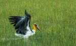 Lesser Adjutant stork - Photo Credit: Photo by Rakesh Arora on Unsplash