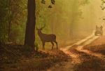 Barasingha, also called swamp deer - Photo Credit: Photo by Nick on Unsplash