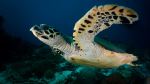 Hawksbill Sea Turtle at Dampier Strait - Photo Credit: Photo by Kris-Mikael Krister on Unsplash