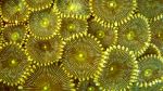 Anthozoans - Photo Credit: Photo by Erick Morales Oyola on Unsplash