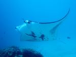 Manta ray - Photo Credit: Photo by Swanson Chan on Unsplash
