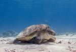  Photo Credit: Photo by Uber Scuba Gili on Unsplash