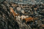  Photo Credit: Photo by Shana Van Roosbroek on Unsplash