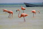 Flamingos - Photo Credit: Photo by Juan Bacab on Unsplash