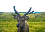 Sambar deer - Photo Credit: Photo by Roshan Maddumage on Unsplash