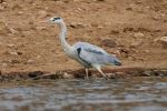 Grey heron - Photo Credit: Photo by Robbie Cheadle on Unsplash