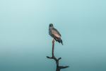 Pale Chanting Goshawk - Photo Credit: Photo by Gilley Aguilar on Unsplash