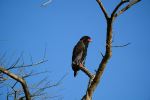 Bateleur - Photo Credit: Photo by Dmitrii Zhodzishskii on Unsplash