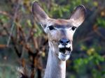 kudu - Photo Credit: Photo by Hendrik Prinsloo on Unsplash