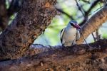 Woodland kingfisher - Photo Credit: Photo by Hendrik Prinsloo on Unsplash