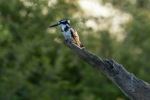 Pied Kingfisher - Photo Credit: Photo by Hendrik Prinsloo on Unsplash