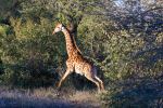 Raptors View Wildlife Estate - Photo Credit: Photo by Hendrik Prinsloo on Unsplash
