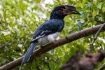 Trumpeter Hornbill - Photo Credit: Photo by Hendrik Prinsloo on Unsplash