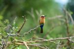 White-fronted bee-eater - Photo Credit: Photo by Dmitrii Zhodzishskii on Unsplash