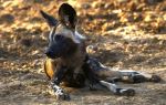 African Wild Dog - Photo Credit: Photo by Catherine Merlin on Unsplash