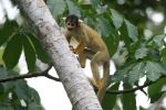 Common Bolivian Squirrel Monkey - Photo Credit: Photo by Arthur Chapman from Wikimedia