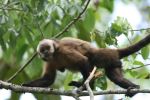 Black-capped Capuchin Monkey - Photo Credit: Photo by Arthur Chapman from Wikimedia