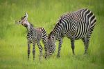 Zebras - Photo Credit: Photo by Calum Stewart on Unsplash
