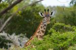 Giraffe - Photo Credit: Photo by Aron Marinelli on Unsplash