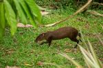 Agouti - Photo Credit: Photo by Aleksandar Popovski on Unsplash