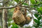 Sloth - Photo Credit: Photo by Aleksandar Popovski on Unsplash