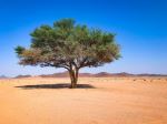  Photo Credit: Photo by Rabah Al Shammary on Unsplash